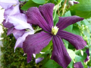 Clematis viticella 'Etoile Violette'-0