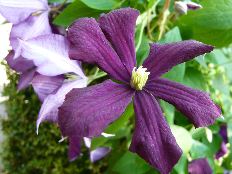 Clematis viticella 'Etoile Violette'-0