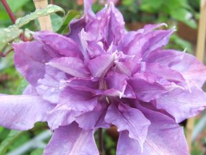 Clematis 'Vyvyan Pennell'-0