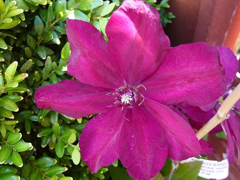 Clematis 'Westerplatte'-14772