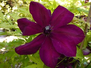 Clematis 'Westerplatte'-0