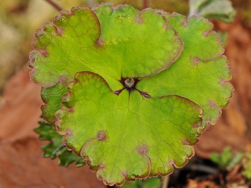 Hepatica nobilis 'Crenatiloba'-15193