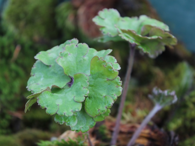 Hepatica nobilis 'Crenatiloba'-0