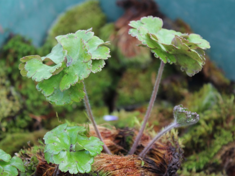 Hepatica nobilis 'Crenatiloba'-11490