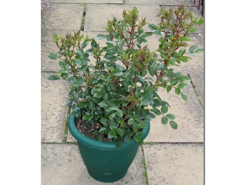Rosa 'Lovely Bride' in a Patio Pot-11590