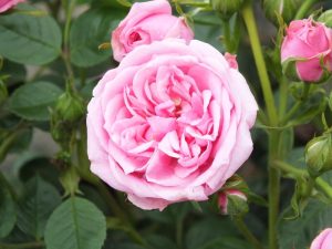 Rosa 'Diamond Wishes' in a Patio Pot-0