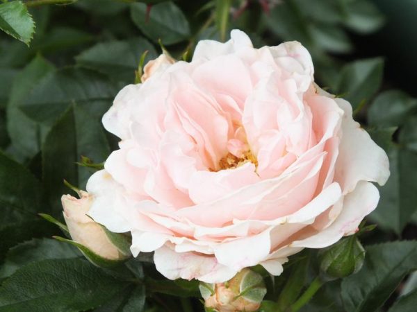 Rosa 'Lovely Bride' in a Patio Pot-0