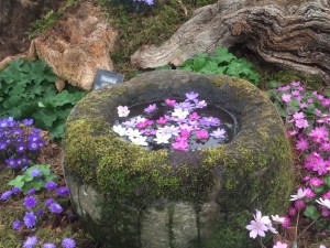Hepatica flowers floating in a stone sink