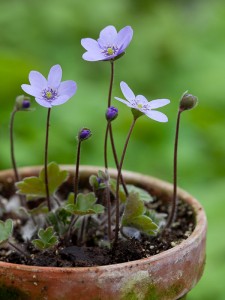 Hepatica flowers awaken from their slumbers