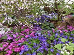 A charming group of Hepatica schlyteri Ashwood Hybrids