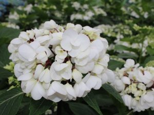 Hydrangea macrophylla 'Choco Chic'-0