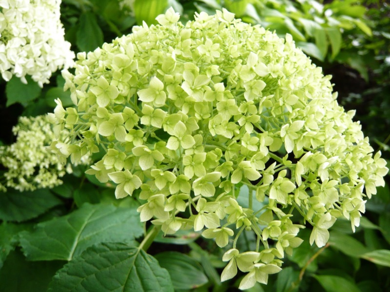 Hydrangea arborescens 'Bounty'-0