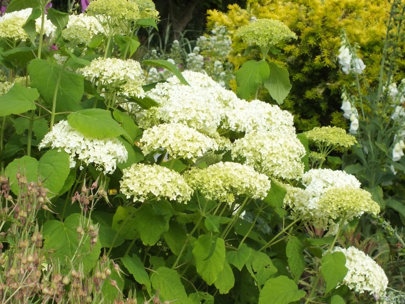 Hydrangea arborescens 'Bounty'-11827