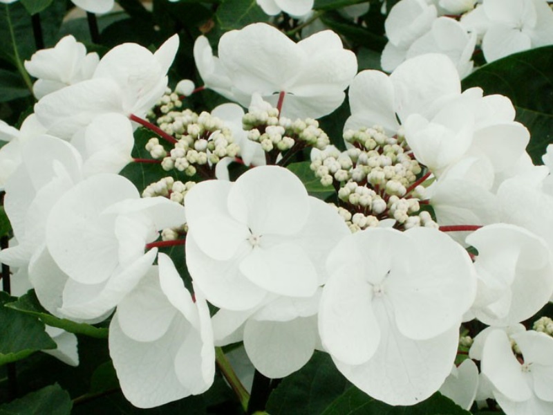 Hydrangea macrophylla 'Choco Chic'-11793