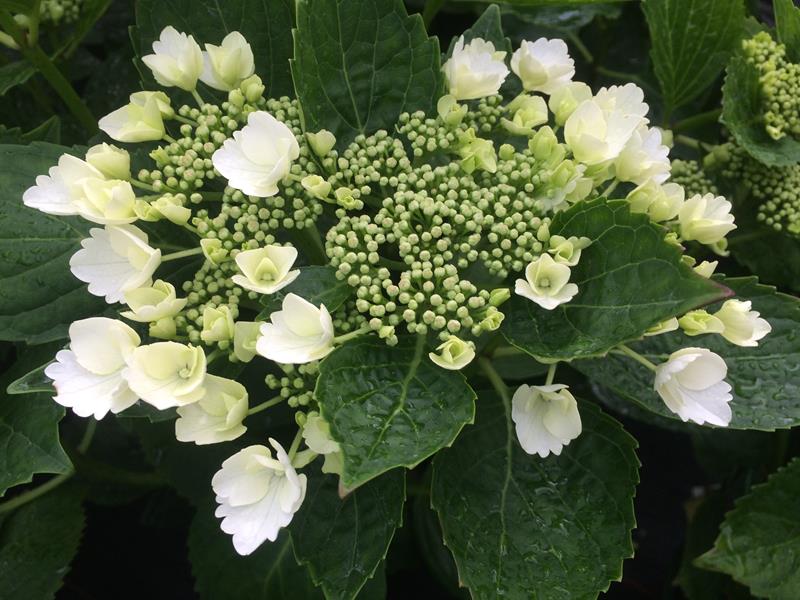 Hydrangea macrophylla 'Elegance'-11876
