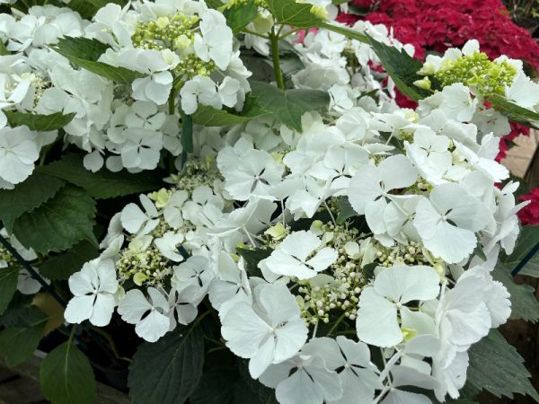 Hydrangea macrophylla 'Elegance'-0