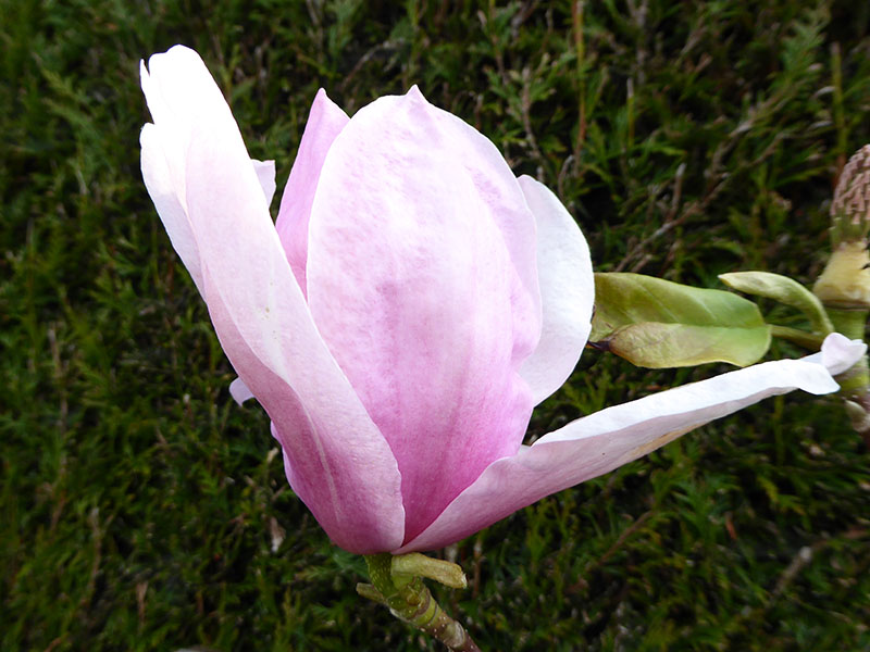 Magnolia 'Advance'-0
