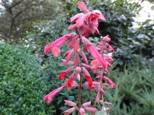 Salvia 'Ember's Wish'-0