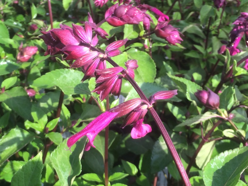 Salvia 'Love and Wishes'-11808
