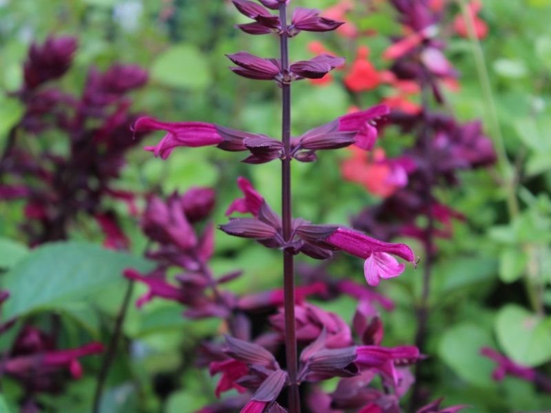 Salvia 'Love and Wishes'-0