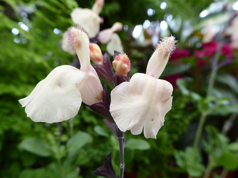 Salvia x jamensis 'Melen'-13107