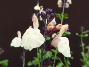 Salvia x jamensis 'Melen'-0