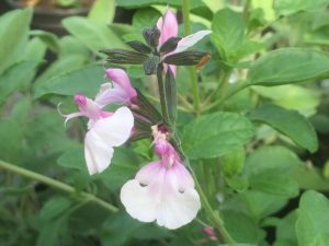 Salvia ‘Nuchi’-0