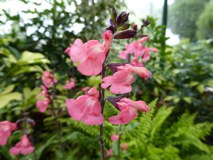 Salvia ‘Pluenn’-0