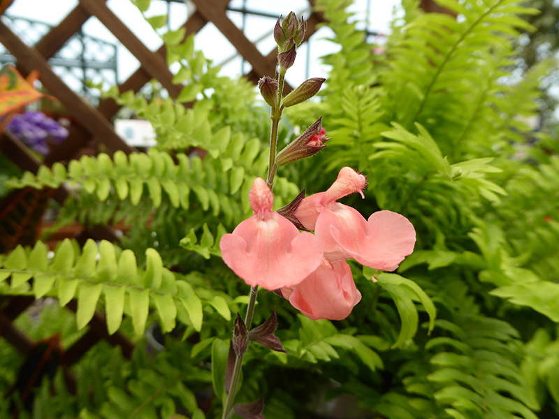 Salvia ‘Salmon Leap’-0