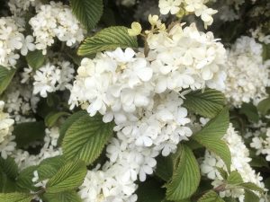 Viburnum plicatum f.plicatum 'Newport'-0