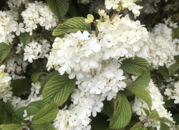 Viburnum plicatum f.plicatum 'Newport'-0