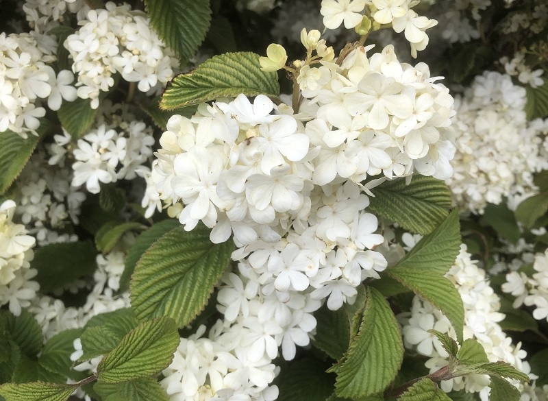 Viburnum plicatum f.plicatum 'Newport'-0