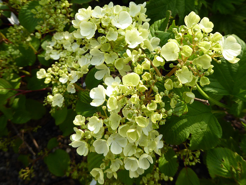 Viburnum plicatum f.plicatum 'Newport'-11804