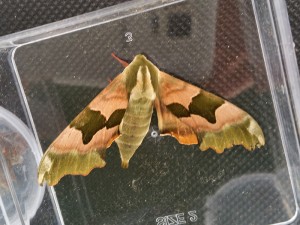 Lime Hawk-moth