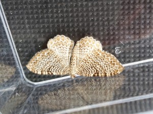 Scallop Shell Moth