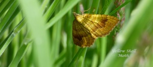 Results of our Moth Morning are announced