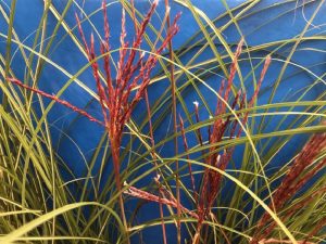 Miscanthus sinensis 'China' (5 litre)-0