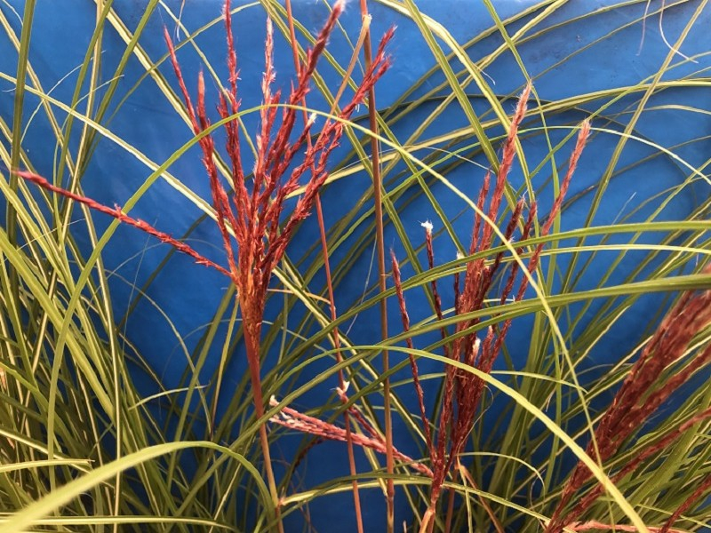 Miscanthus sinensis 'China' (5 litre)-0