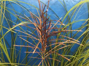 Miscanthus sinensis 'Rotsilber' (5 litre)-0