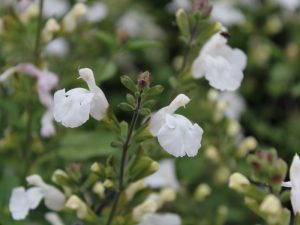 Salvia x jamensis 'Heatwave Glimmer'-0