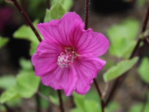 Lavatera x clementii Red Rum 'Rigrum'-0