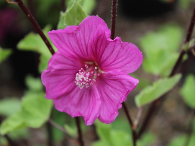Lavatera x clementii Red Rum 'Rigrum'-0