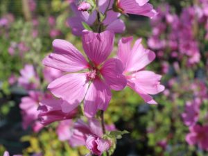 Lavatera x clementii 'Rosea'-0