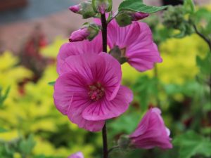Lavatera x clementii 'Burgundy Wine'-0