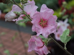 Lavatera x clementii Barnsley Silver Leafed-0