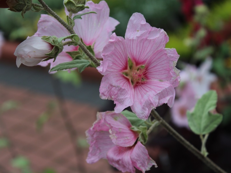 Lavatera x clementii Barnsley Silver Leafed-0