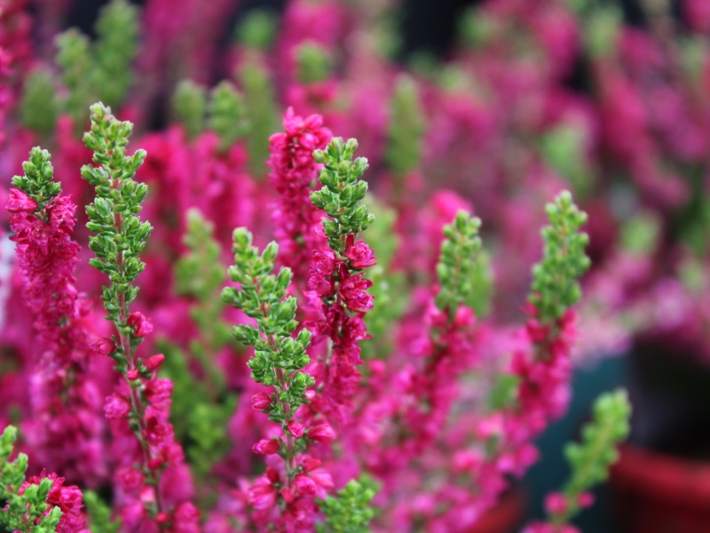 Calluna vulgaris 'Dark Beauty' (9cm pot)-0
