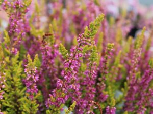 Calluna vulgaris 'Firefly' (9cm pot)-0