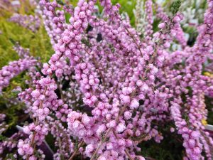 Calluna vulgaris 'H.E.Beale' (9cm pot)-0