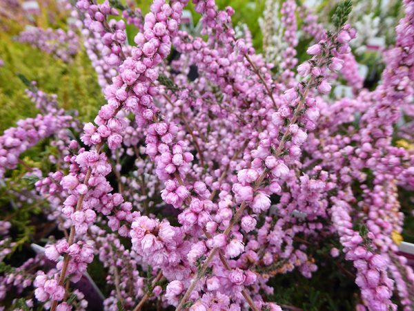 Calluna vulgaris 'H.E.Beale' (9cm pot)-0